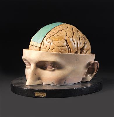An anatomical Human brain Model - Historické vědecké přístroje, globusy a fotoaparáty