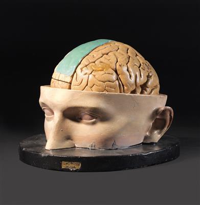 An anatomical Human brain Model - Antique Scientific Instruments, Globes and Cameras