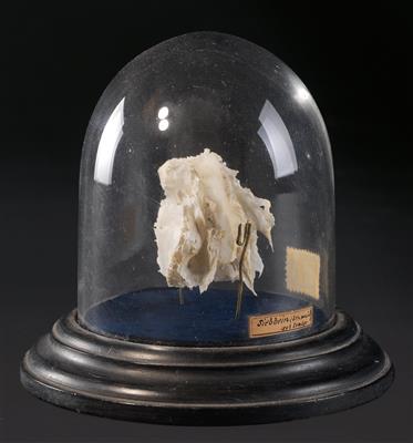 An ethmoid bone specimen - Antique Scientific Instruments, Globes and Cameras