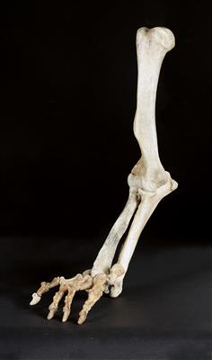 A fossil leg of a cave bear - Strumenti scientifici e globi d'epoca; Macchine fotografiche d'epoca e accessori