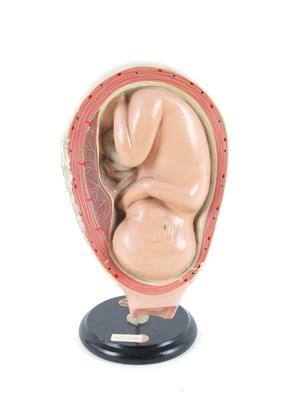 Human Embryo Model - Antique Scientific Instruments and Globes; Classic Cameras