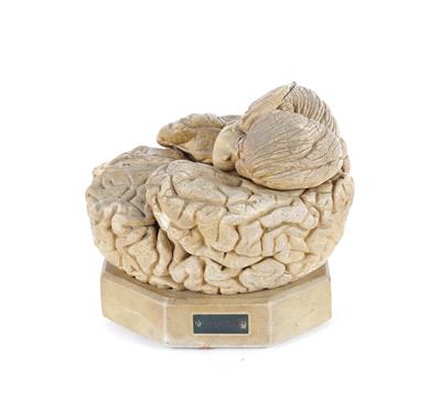 Plaster human brain Model - Starožitnosti; Historické vědecké přístroje a globusy; Historické fotoaparáty a příslušenství