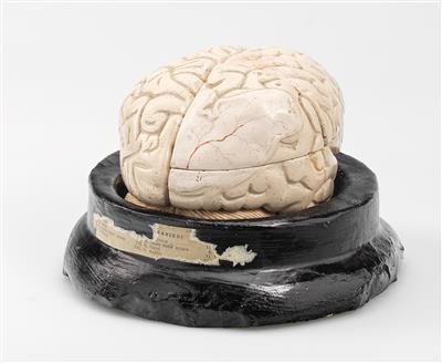 Menschliches Gehirn, Modell - Historische wissenschaftliche Instrumente und Globen; Klassische Fotoapparate und Zubehör