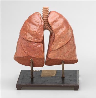 Modell einer menschlichen Lunge - Strumenti scientifici, globi d'epoca e macchine fotografiche
