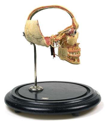 Anatomisches Schädelmodell - Watches, technology and curiosities