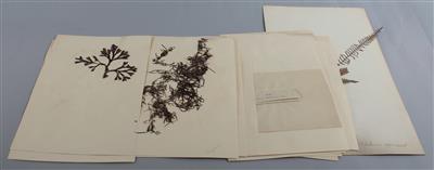 Herbarium von 17 Farnen und 38 Algen - Watches, technology and curiosities