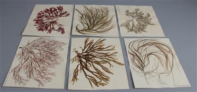 Herbarium von 29 Algenarten - Hodiny, technologie a kuriozity