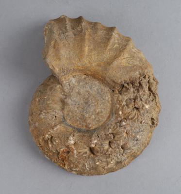 Ammonit, - Hodiny, technologie a kuriozity