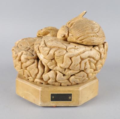 Modell d. menschlichen Gehirns - Uhren, Technik, Kuriositäten & Photographica