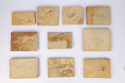 10 fossile Fische - Clocks, Science, Curiosities