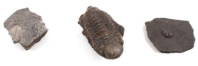 Trilobiten (Fossilien) - Antiquariato