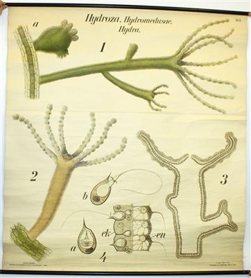 Hydrozoa, Hydromedusae, Hydra - Antiquitäten