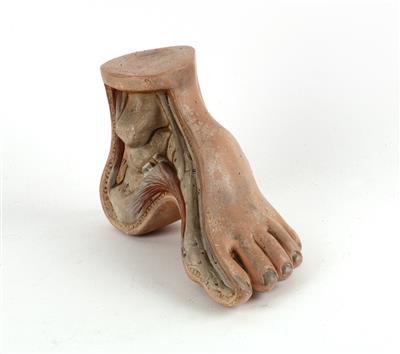 Modell eines menschlichen Fußes - Starožitnosti, umění, historické vědecké přístroje e modely