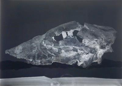 93 paläontologische Glasnegative aus dem Besitz des österr. Paläontologen u. Geologen Julius von Pia (1887-1943) - Antiquariato