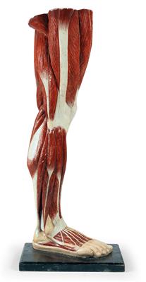 Anatomisches Modell der Muskeln am menschlichen Bein - Antiques