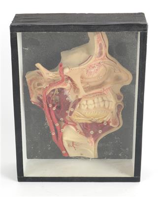 Anatomisches Modell - Antiquitäten
