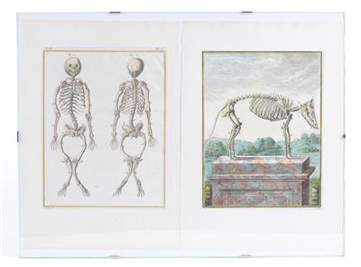 Druckgrafik Zoologie - Antiquitäten