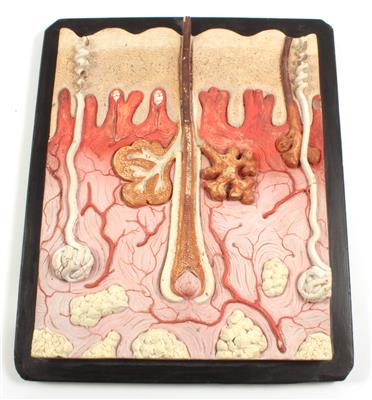 A c. 1890 anatomical Human skin Model - Clocks, Metalwork, Faience, Folk Art, Sculptures +Antique Scientific Instruments and Globes