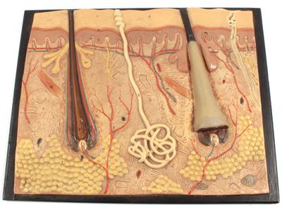 Anatomisches Modell der menschlichen Haut - Antiquitäten, Historische wissenschaftliche Instrumente, Globen und Modelle