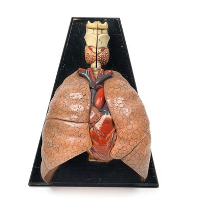 A c. 1910 anatomical Model of the Human lungs - Clocks, Metalwork, Faience, Folk Art, Sculptures +Antique Scientific Instruments and Globes