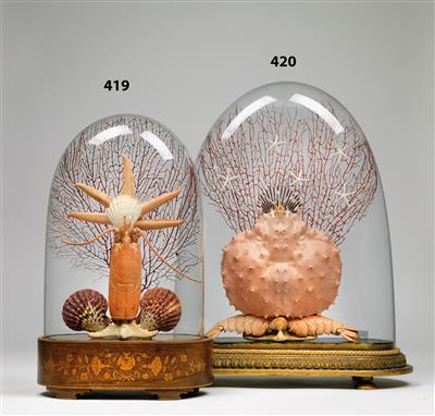 A sea animal Diorama - Orologi, metalli lavorati, arte popolare e ceramica faentina, sculture  +Strumenti scientifici e globi d'epoca