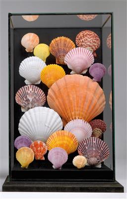 A 20th century Shell Diorama - Orologi, metalli lavorati, arte popolare e ceramica faentina, sculture  +Strumenti scientifici e globi d'epoca