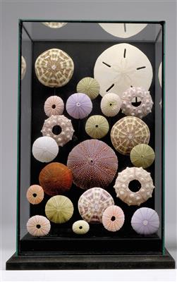A 20th century sea urchin Diorama - Orologi, metalli lavorati, arte popolare e ceramica faentina, sculture  +Strumenti scientifici e globi d'epoca