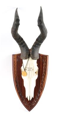 Afrikatrophäe, Namibia, Hartebeest, ca. 21 Inch - Armi da caccia, competizione e collezionismo