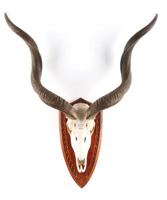 Afrikatrophäe, Namibia, Kudu, ca. 31 Inch - Armi da caccia, competizione e collezionismo