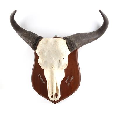 Afrikatrophäe, Simbabwe, Kaffernbüffel, ca. 22 Inch - Jagd-, Sport- und Sammlerwaffen