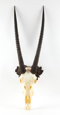 Trophäe Oryx, - Sporting & Vintage Guns