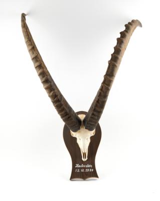 Kapitaler Steinbock, montiert, Auslage ca. 730 mm, - Jagd-, Sport- und Sammlerwaffen