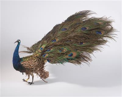 Pfau, Automat von Roullet  &  Decamps um 1900, - Giocattoli