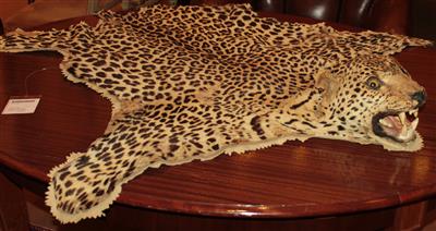 Trophäe, Leopard - Möbel und Teppiche