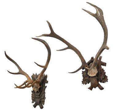 A Pair of Stag’s Antlers, - Property from Aristocratic Estates and Important Provenance