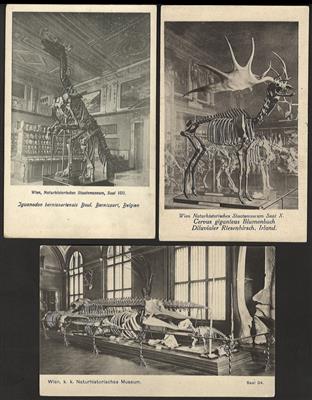 Poststück - Ca. 35 AK Naturhistor. Museum u.a. Saurier, - Briefmarken