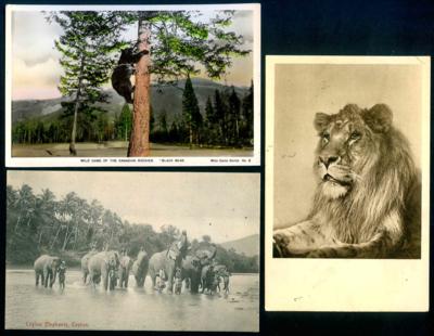 PoststückPartie Motivkarten Tiere, - Briefmarken und Ansichtskarten