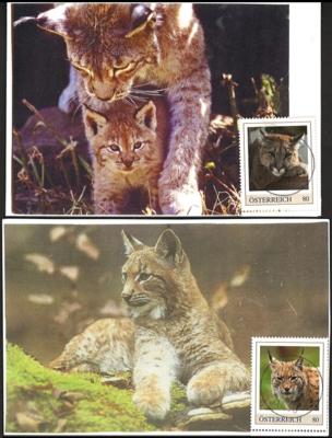 Poststück - Motivsammlung Wildkatzen auf AK mit passenden Motivmarken, - Briefmarken und Ansichtskarten
