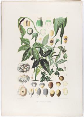 Pflanzen. - Kovonvolut - Books and Decorative Prints