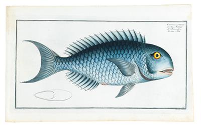 FISCHE. - BLOCH, (M. E.). - Books and Decorative Prints