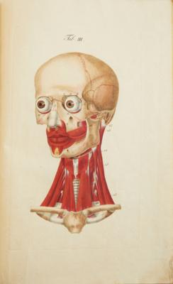 SCHERERS ANATOMISCHE TABELLEN - Bücher und dekorative Graphik