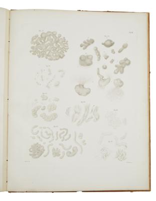 BILLROTH, THEODOR: COCCOBACTERIA SEPTICA - Libri e grafica decorativa