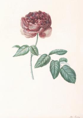Maler 19./20. Jahrhundert, - Florale Kunst