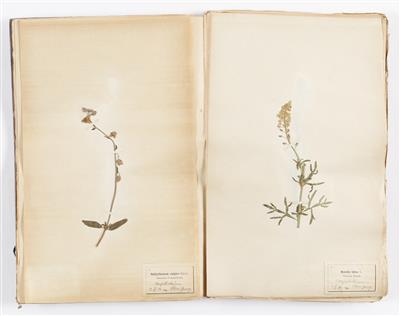 Herbarium mit ca. 115 Stück - Antiques and art