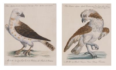 Paar ornithologische Bilder aus der "Storia Naturale degli Ucelli...", - Bilder