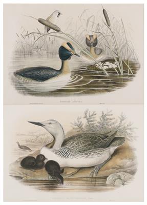 John Gould (1804-1884)  &  Henry Constantine Richter (1821-1902), Paar Bilder: - Obrazy