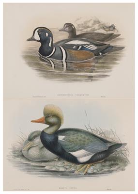 John Gould (1804-1884)  &  Henry Constantine Richter (1821-1902), Paar Bilder: - Dipinti