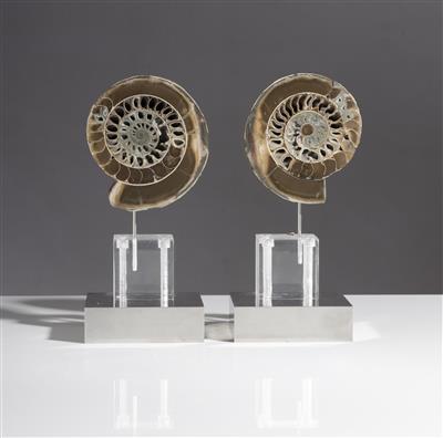 Paar Ammoniten - Arte e antiquariato