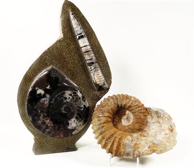 2 Ammoniten - Minerali e fossili