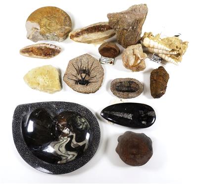 Konvolut Fossilien - Minerály a fosílie